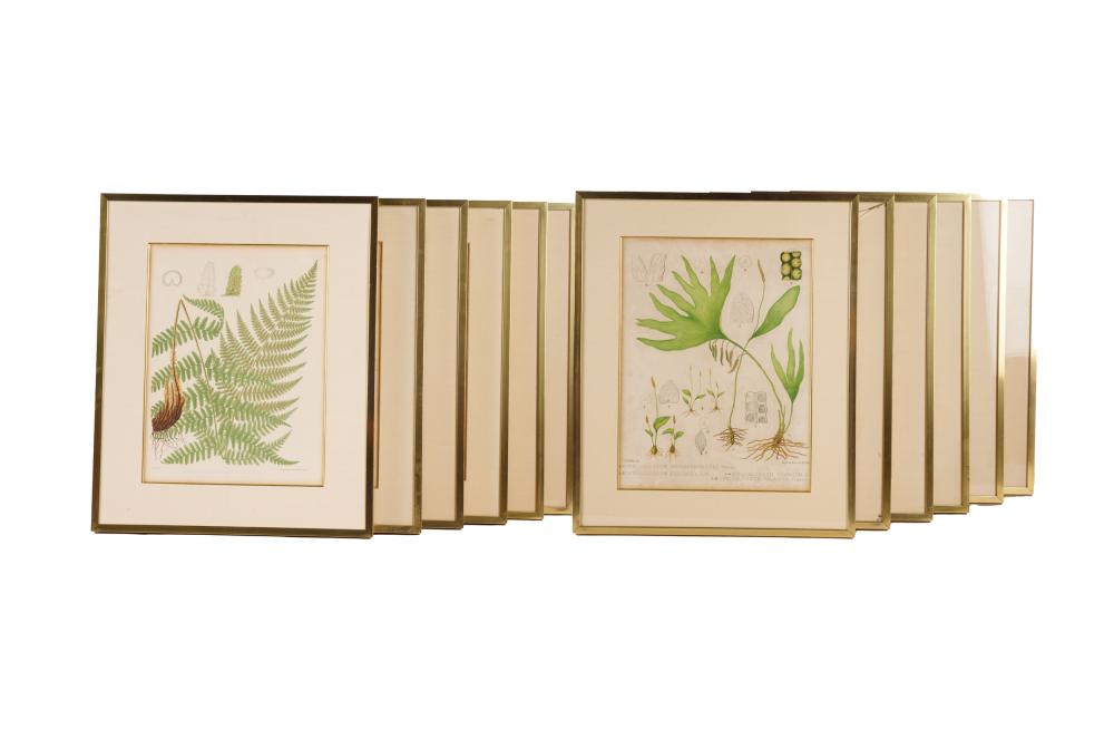 SET OF TWELVE BOTANICAL PRINTS19th