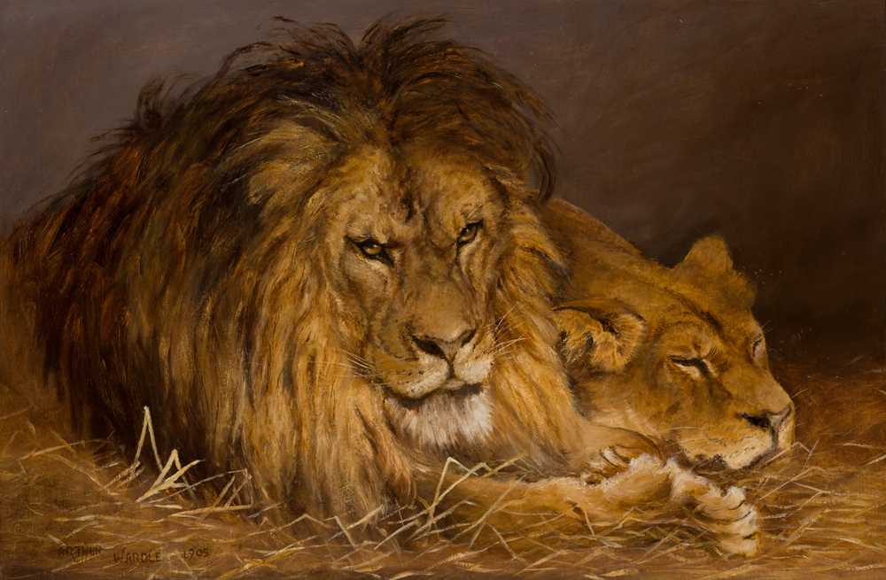 ATTRIBUTED TO ARTHUR WARDLE
LIONS