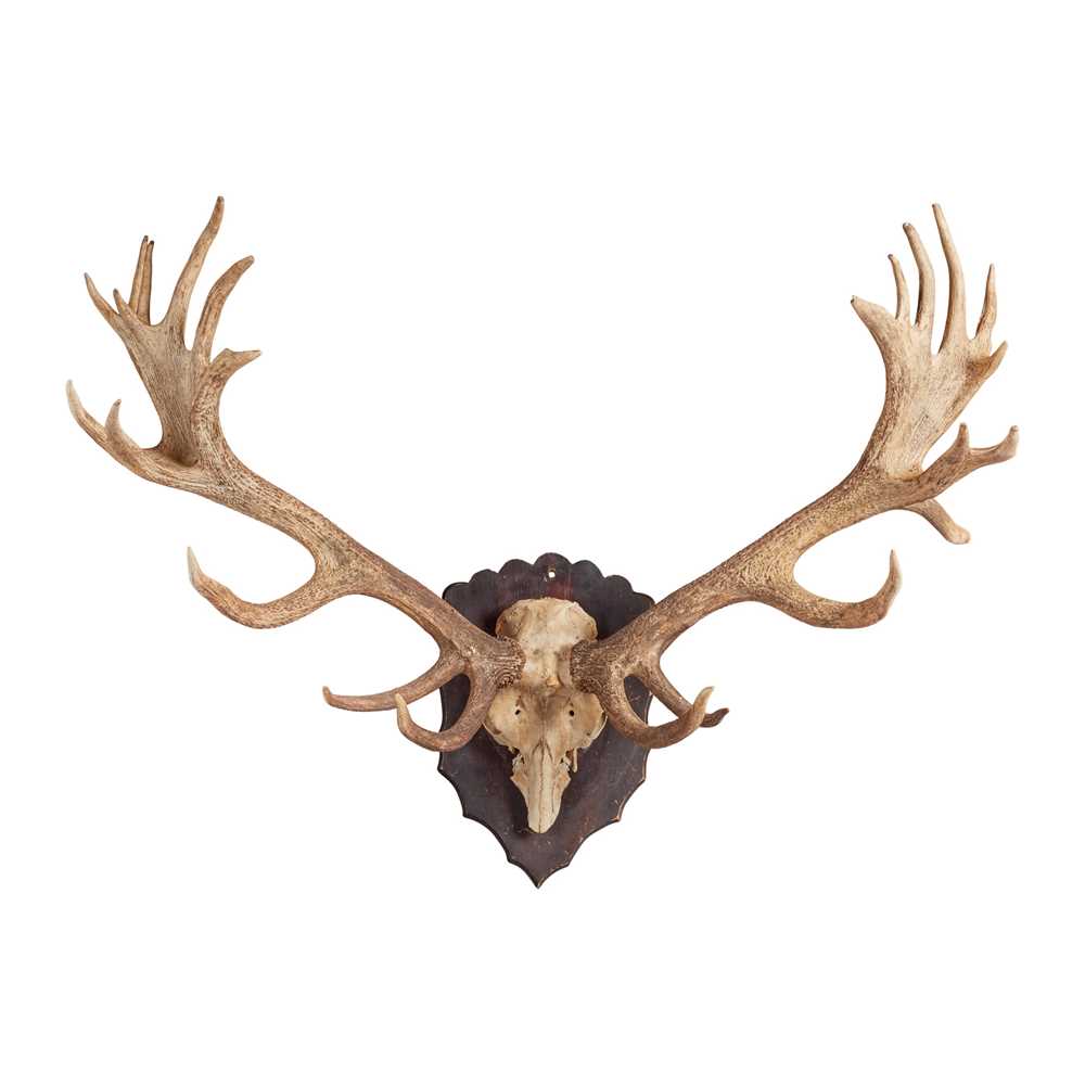 RECORD CLASS 26-POINT MOUNTED RED