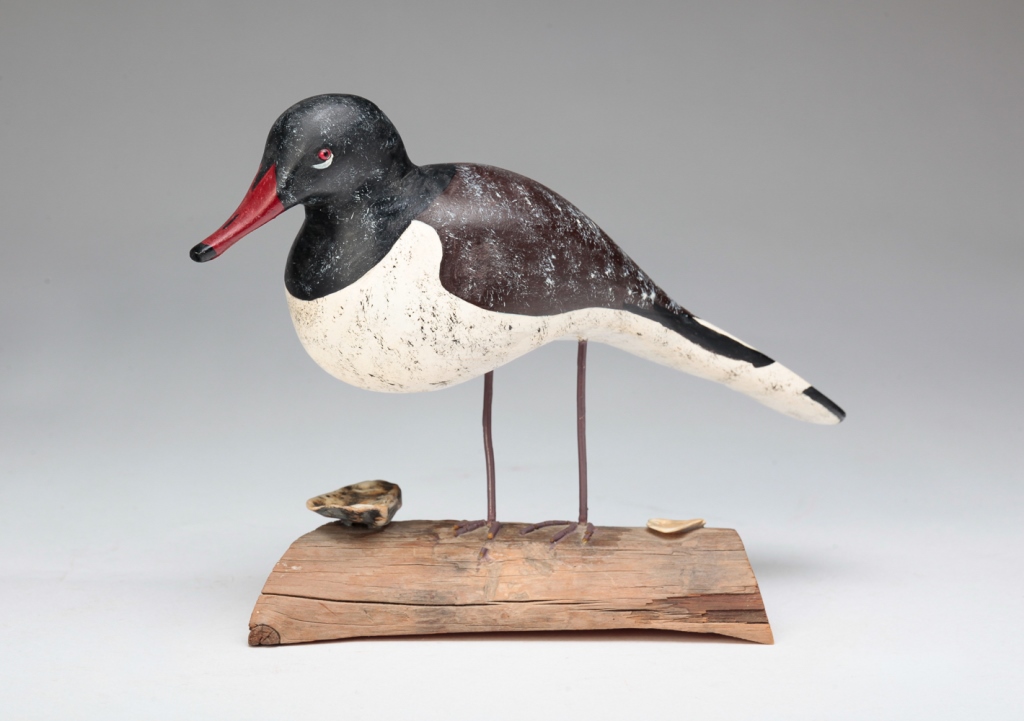 OYSTER CATCHER SHOREBIRD BY QUILLEN.