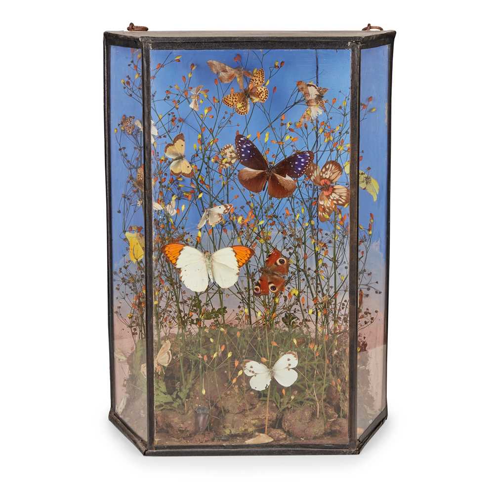 Y VICTORIAN CASED BUTTERFLY DIORAMA 19TH 2cc9ca