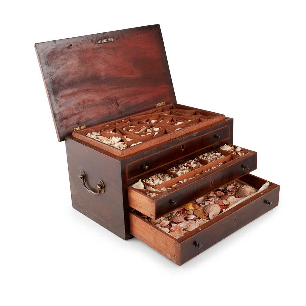 REGENCY MAHOGANY CASED SHELL COLLECTION
EARLY