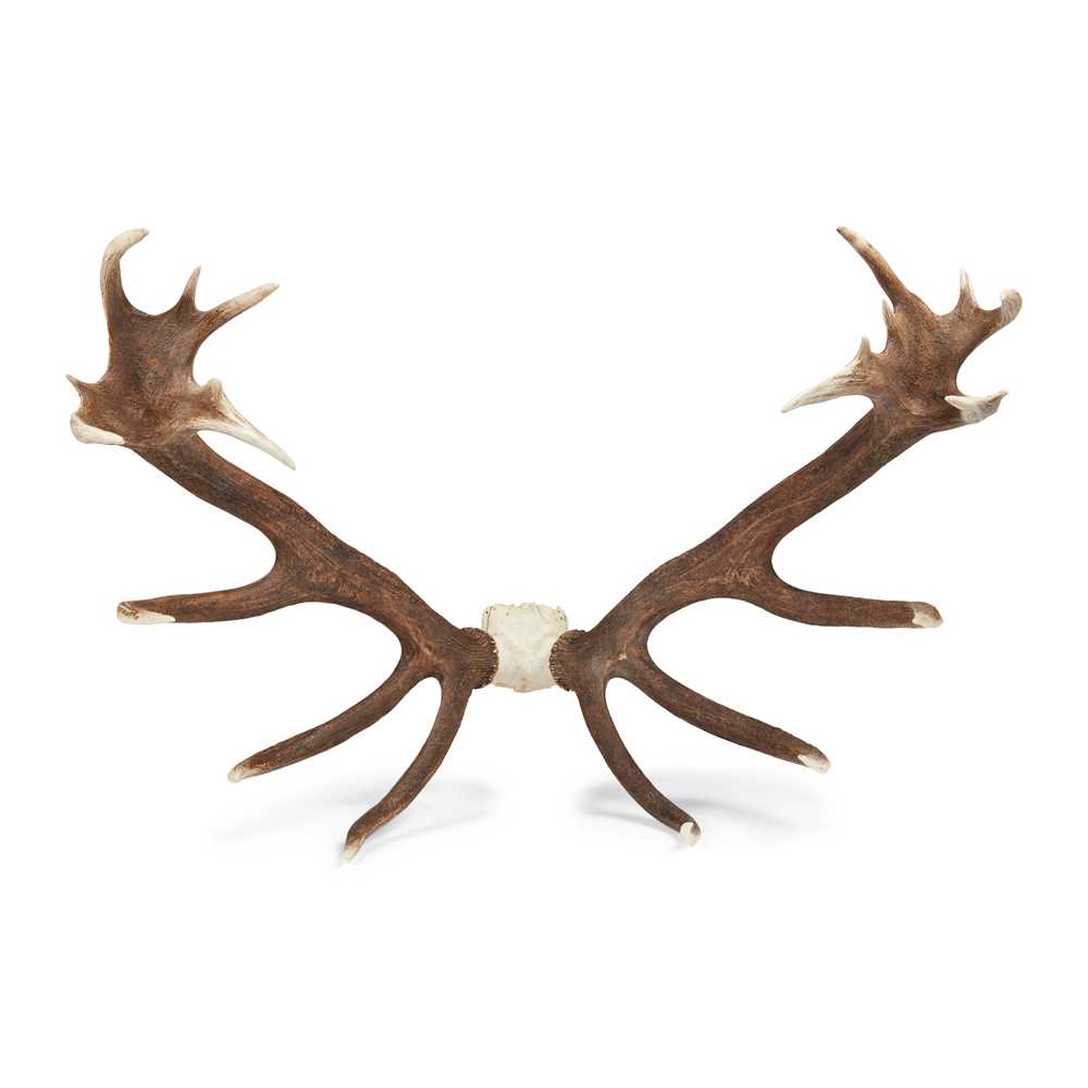 ENGLISH RED DEER ANTLERS 20TH CENTURY 2cba5d
