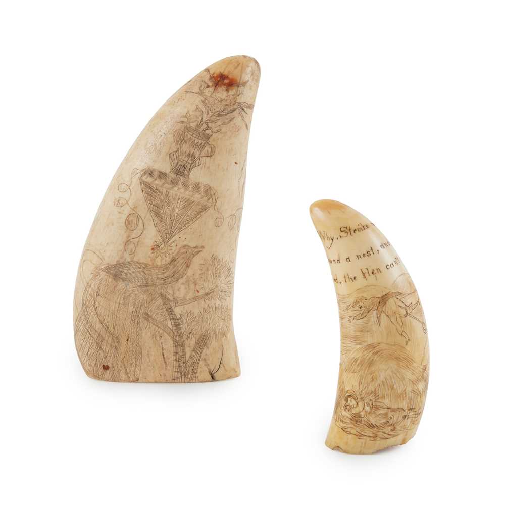 Y TWO SCRIMSHAW WHALE S TEETH MID 2cbd0e