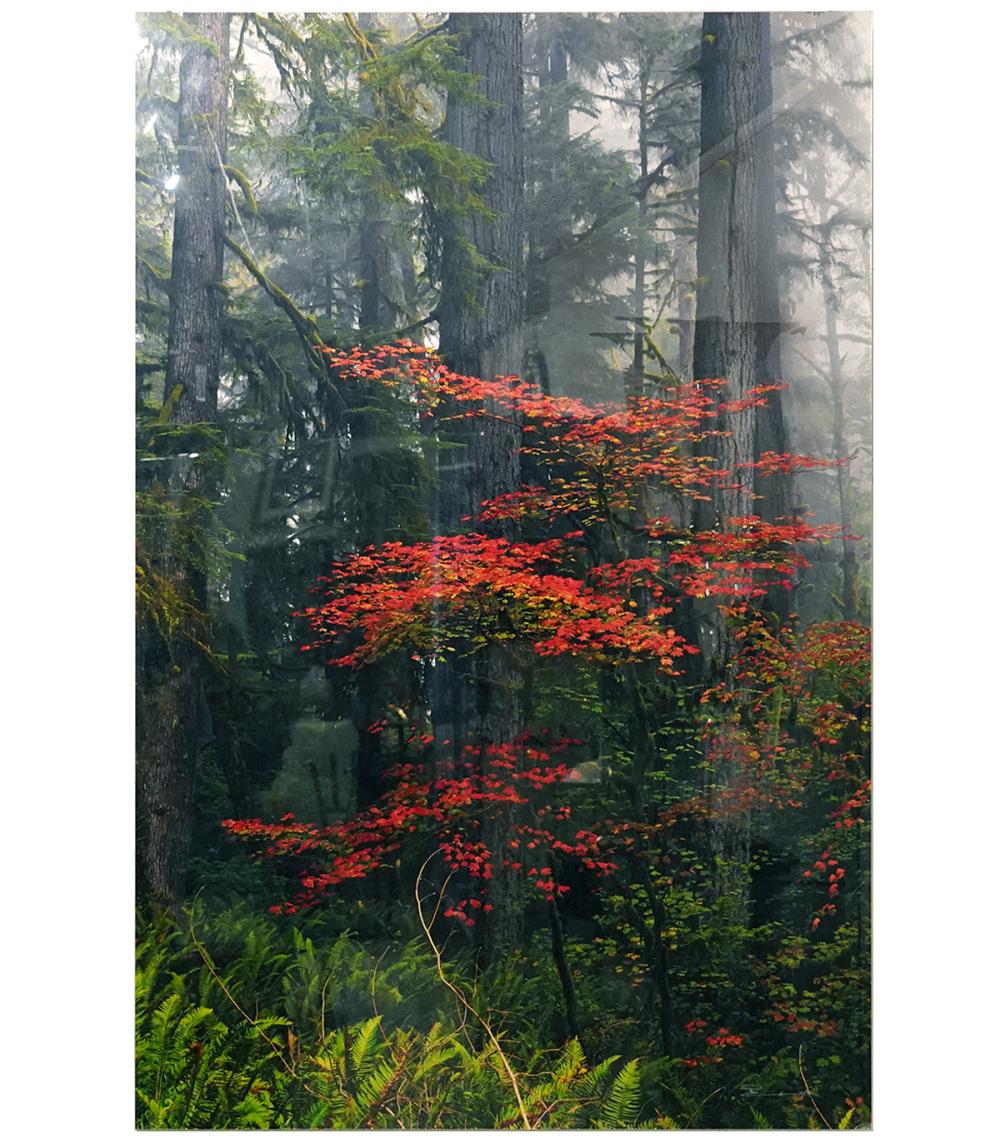 LARGE PETER LIK 'SPLASH OF RED'