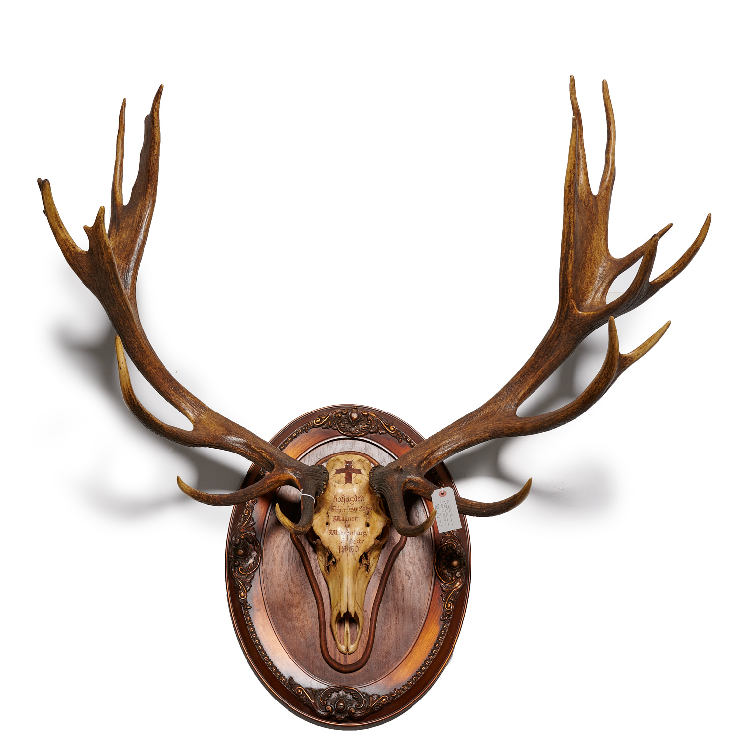 ROYAL HUNT STAG SKULL & 19-POINT ANTLERS,