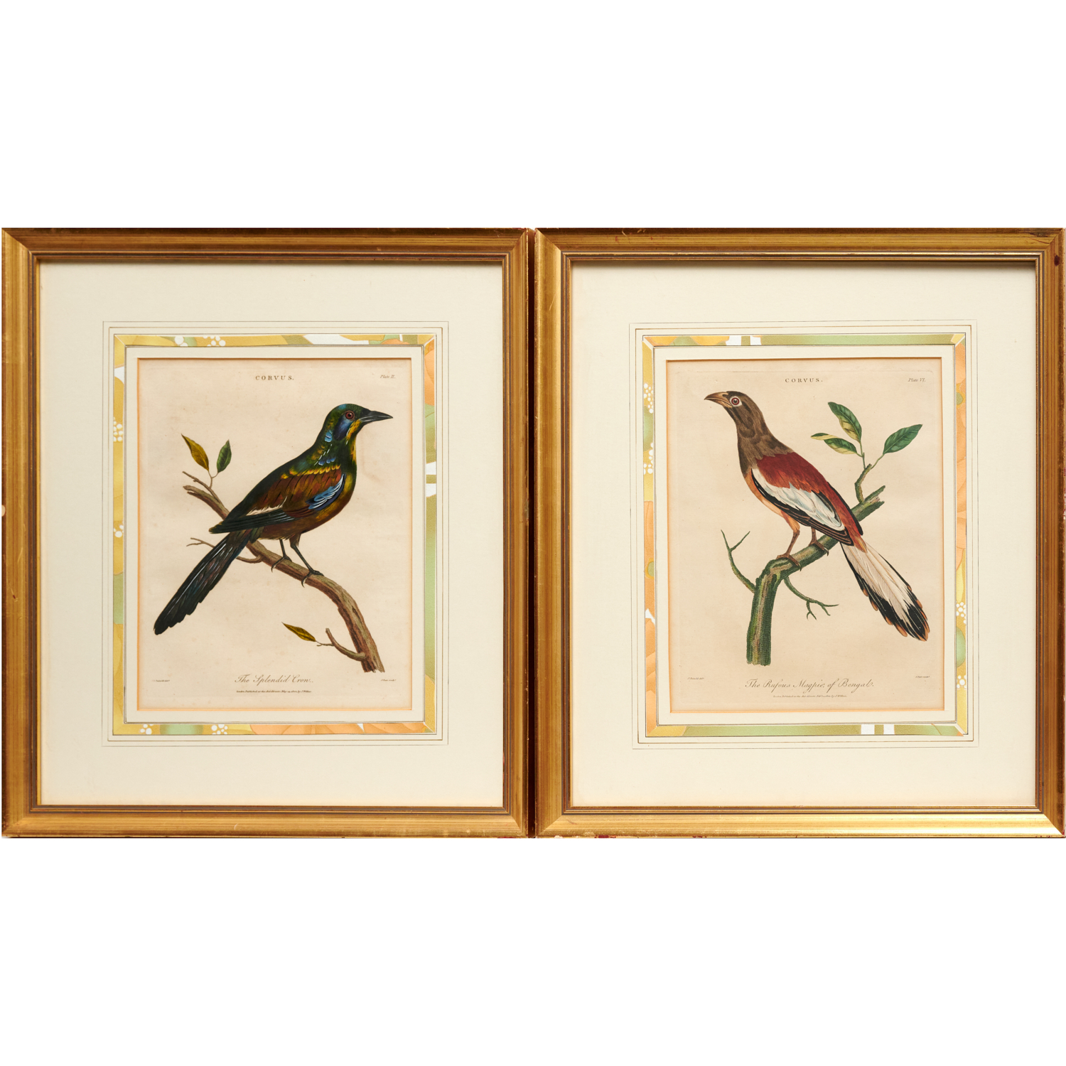 J. PASS, PAIR ORNITHOLOGICAL ENGRAVINGS