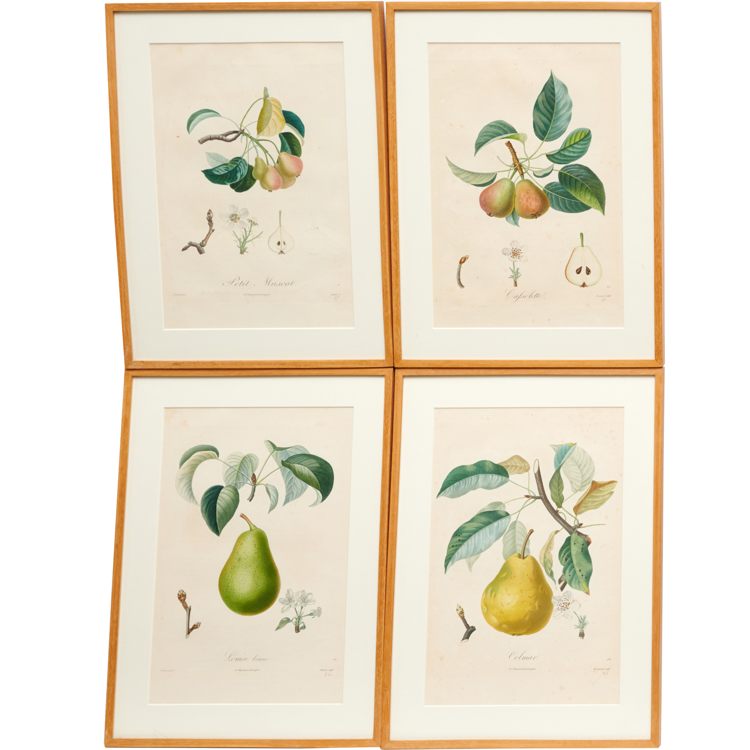 PEARS, (4) COLOR LITHOGRAPHS Early 20th