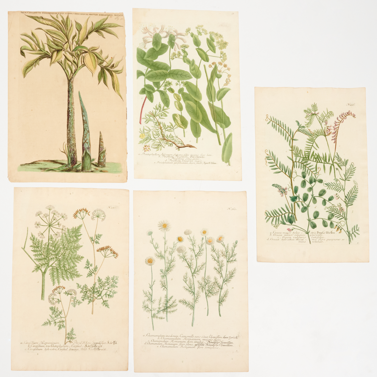 (5) BOTANICAL COLOR ENGRAVINGS, 18TH