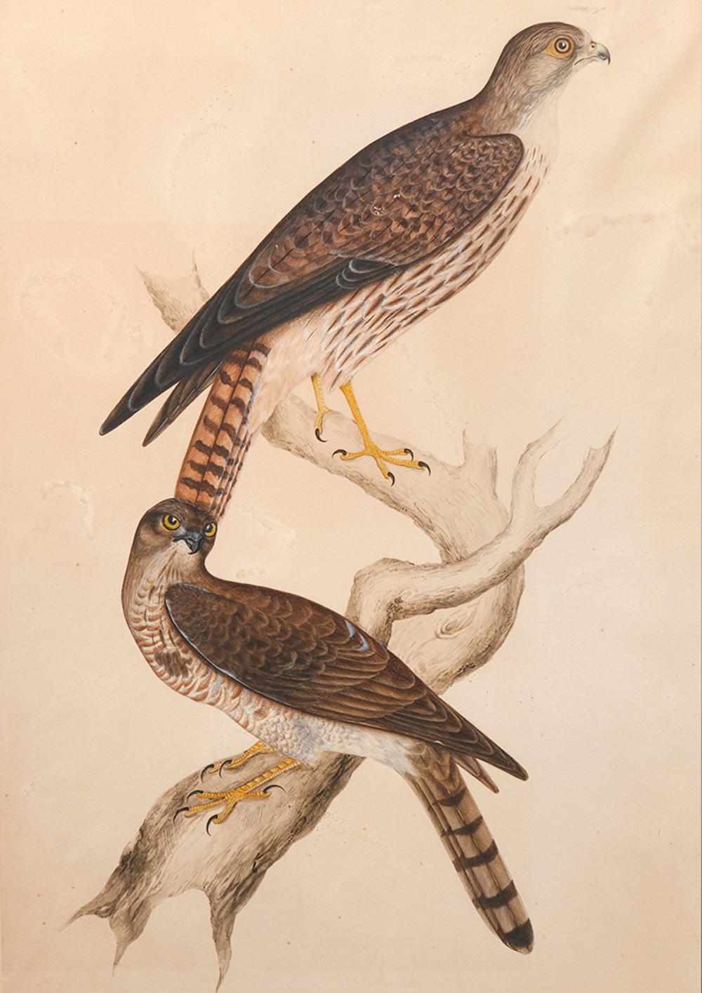 ATTRIBUTED JOHN JAMES AUDUBON WATERCOLOR