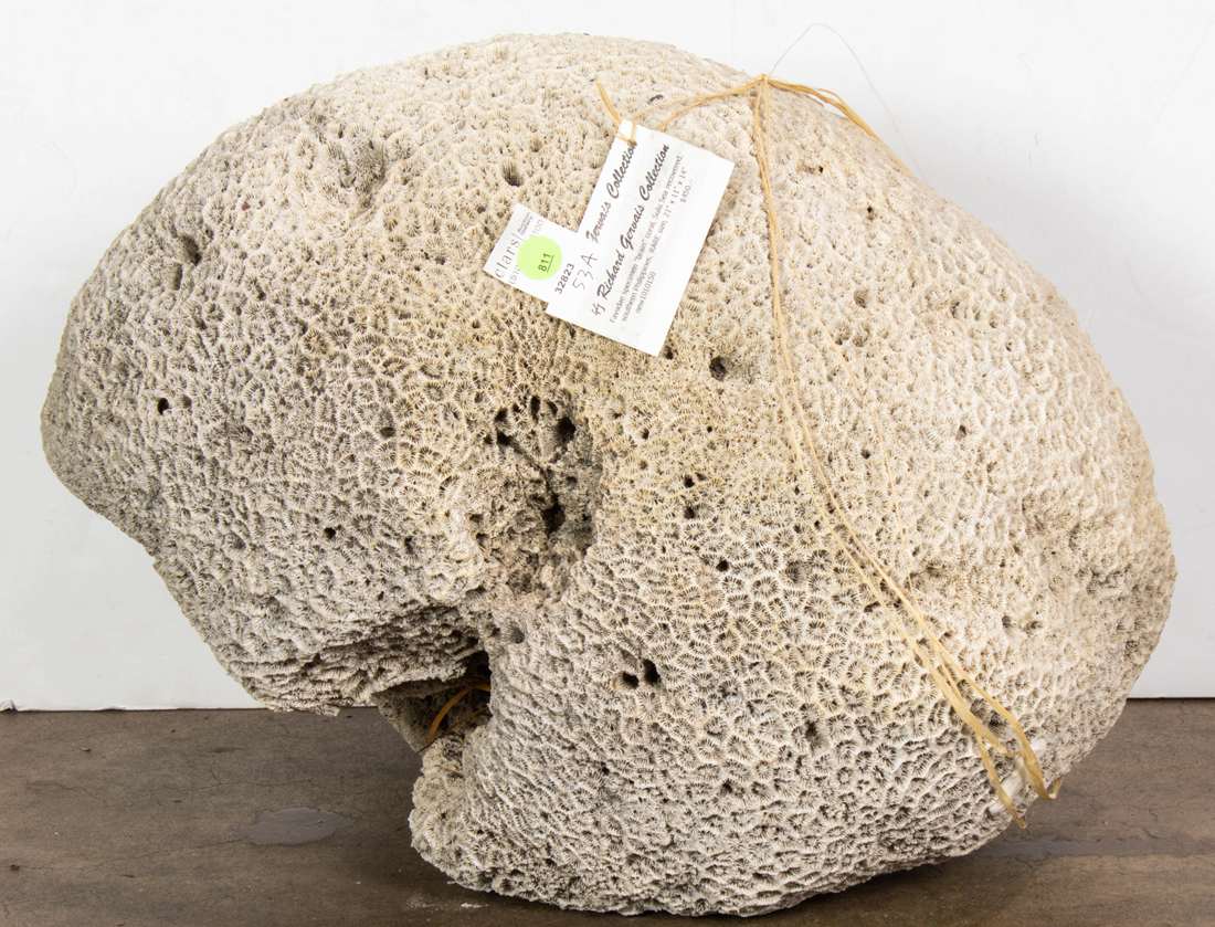 SULU SEA WHITE BRAIN CORAL SPECIMEN