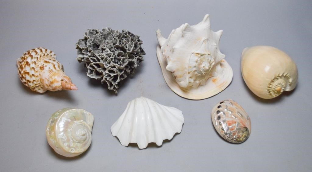 GROUPING OF SHELLS & CORALGrouping