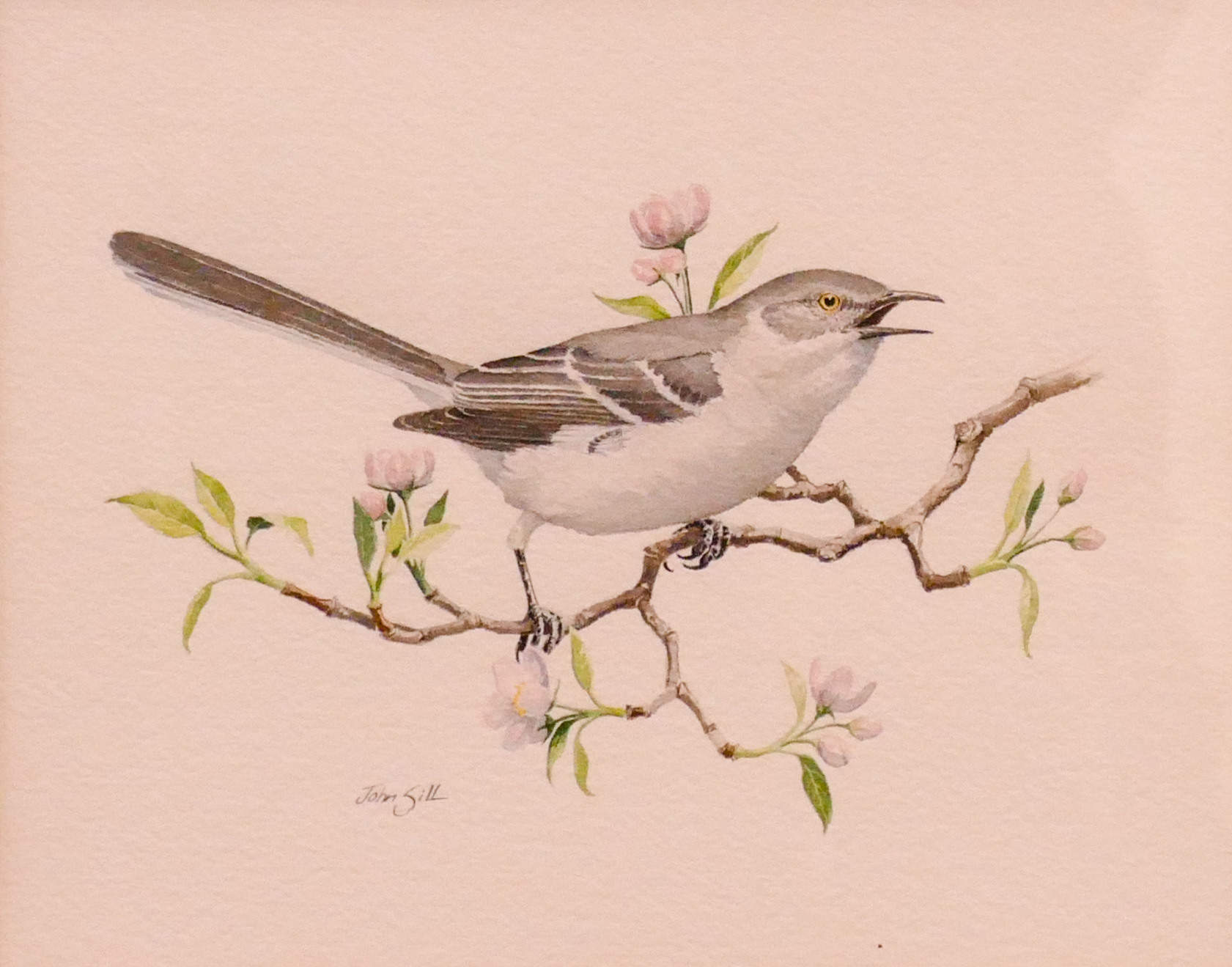 John Sill 'Mockingbird' Watercolor