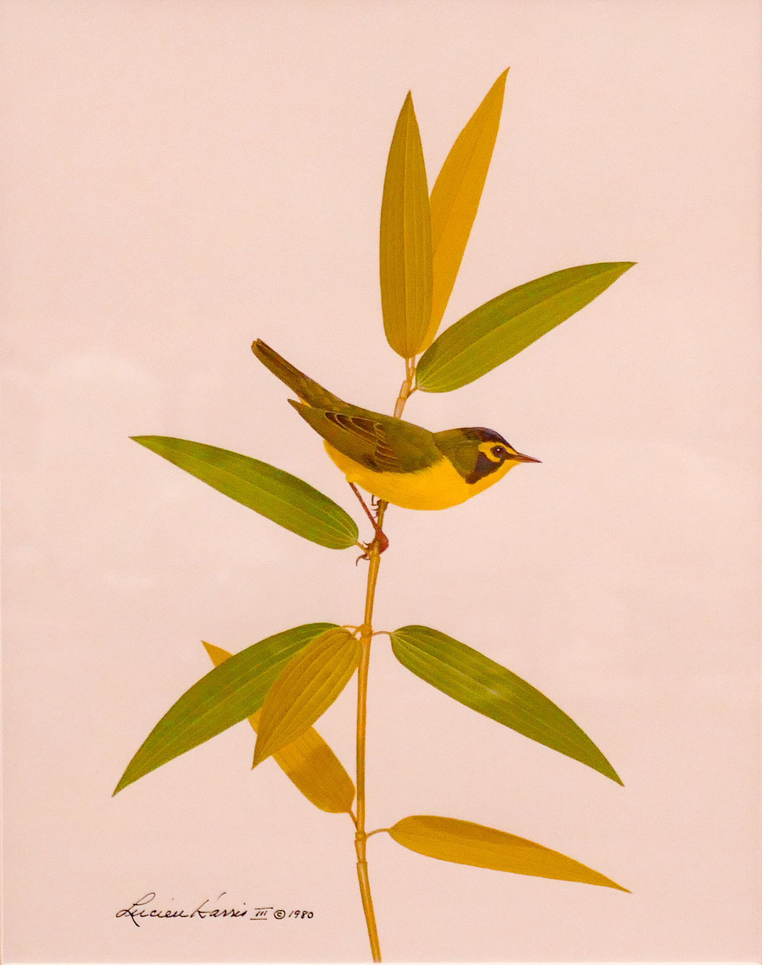 Lucien Harris Yellow Bird Gouache 2d6225