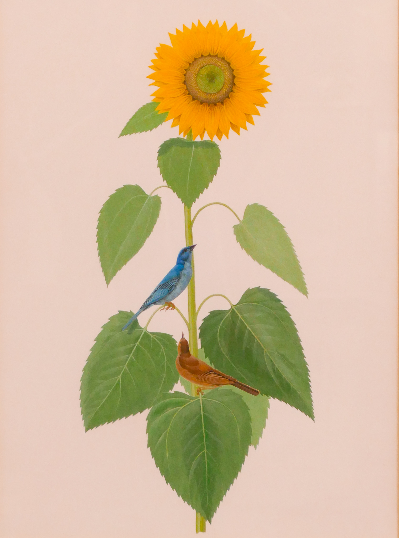 Lucien Harris Birds on Sunflower 2d6228