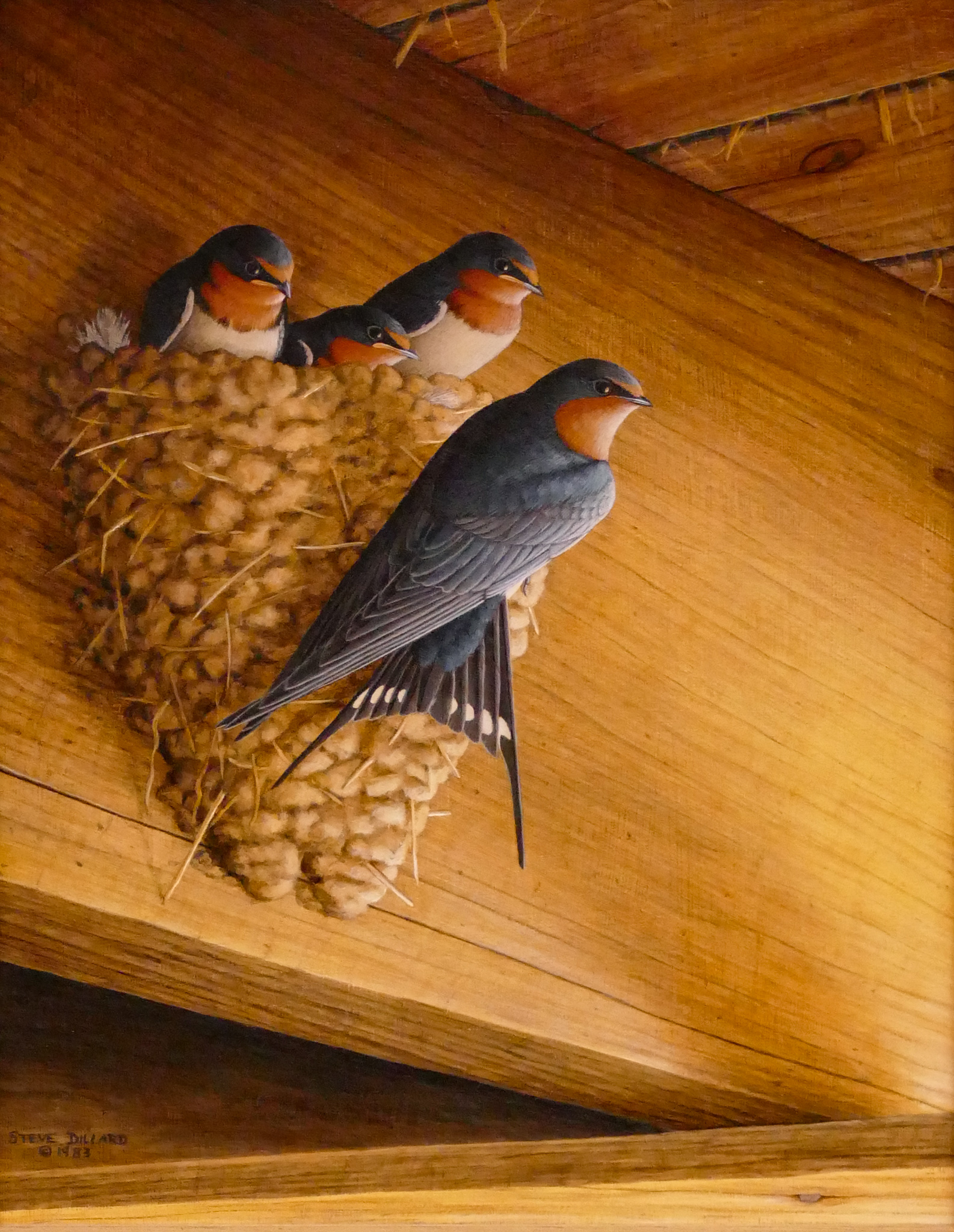 Steve Dillard Barn Swallows in Nest