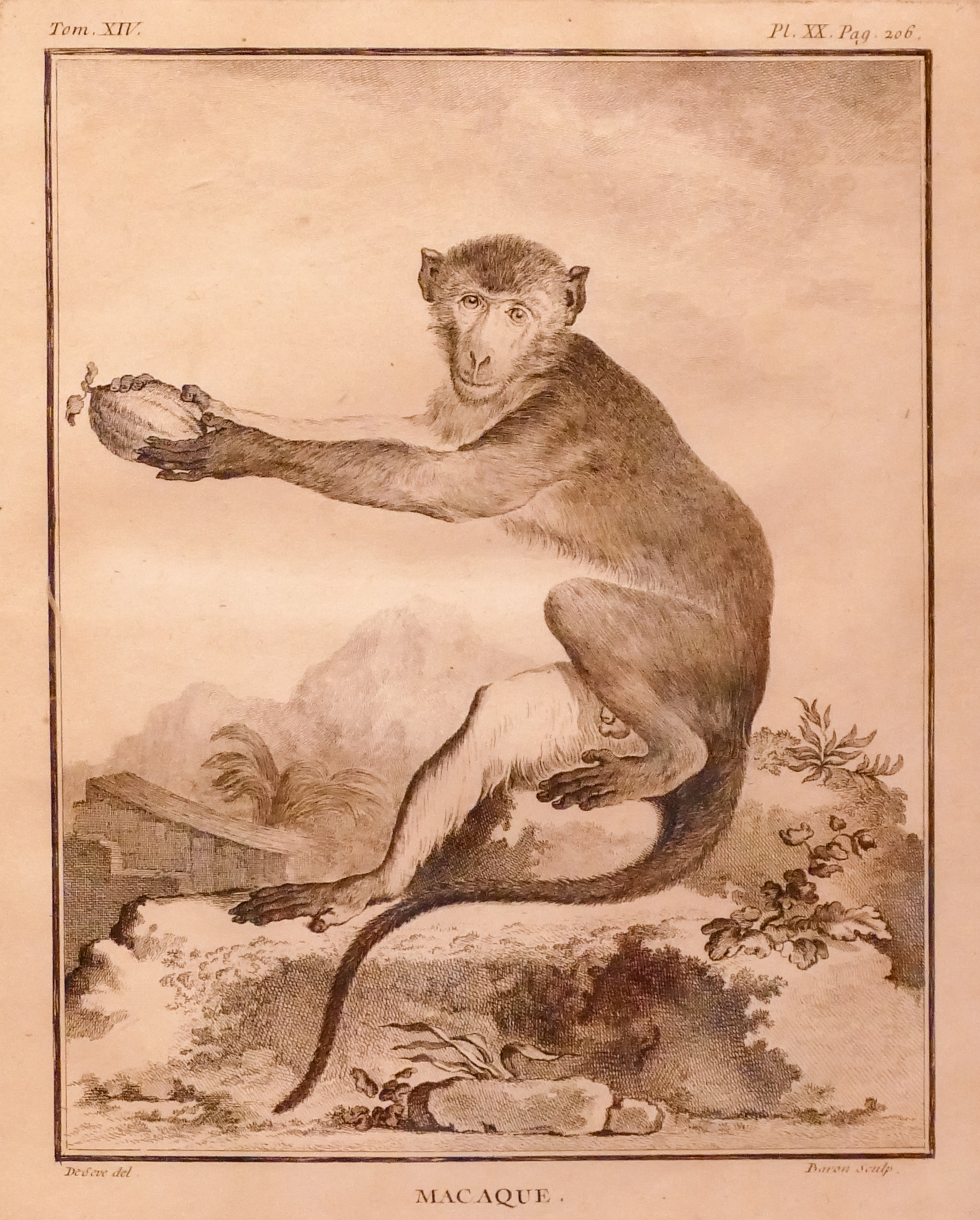 Antique Macaque Monkey Engraving 2d6113