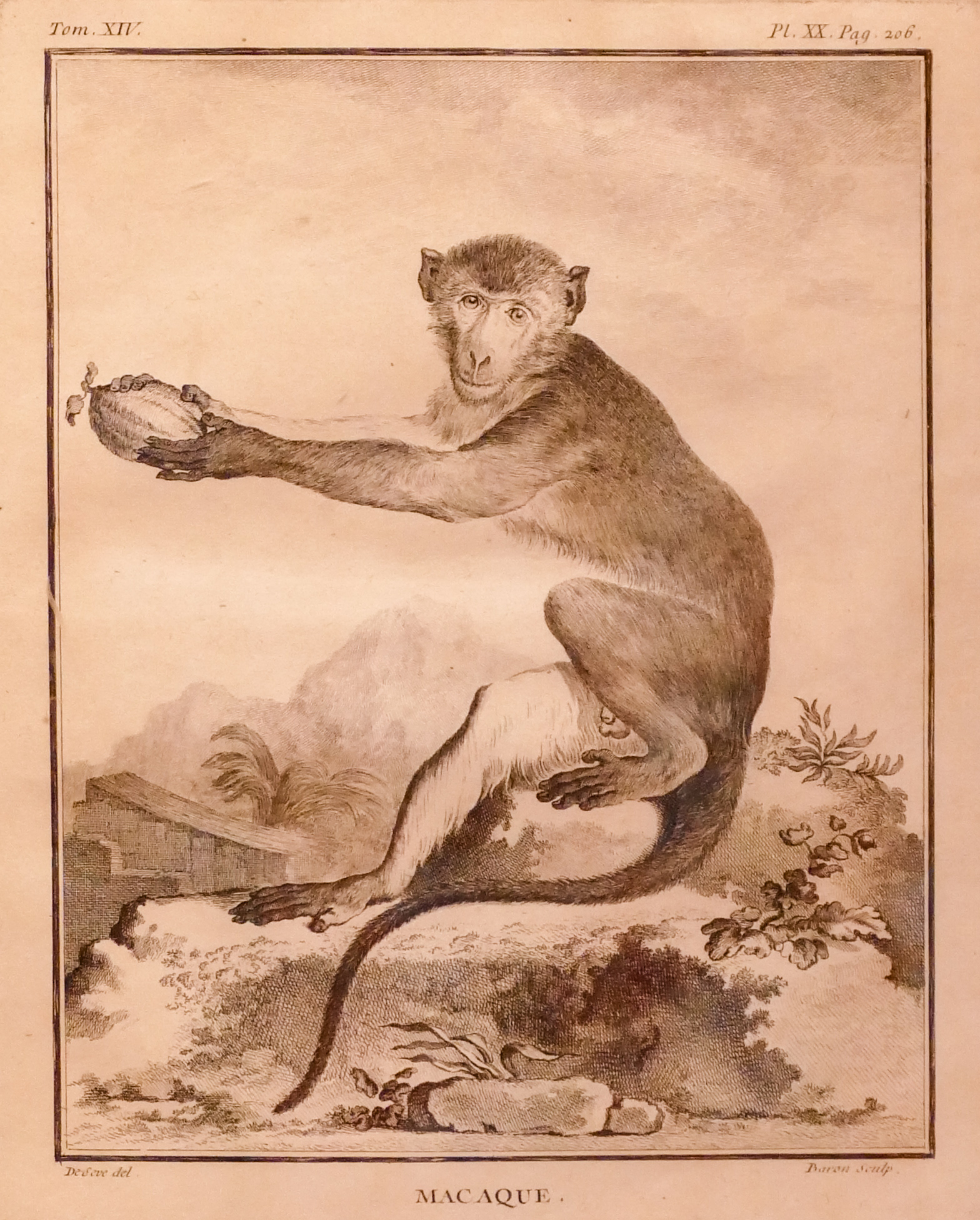 Antique Macaque Monkey Engraving Framed-