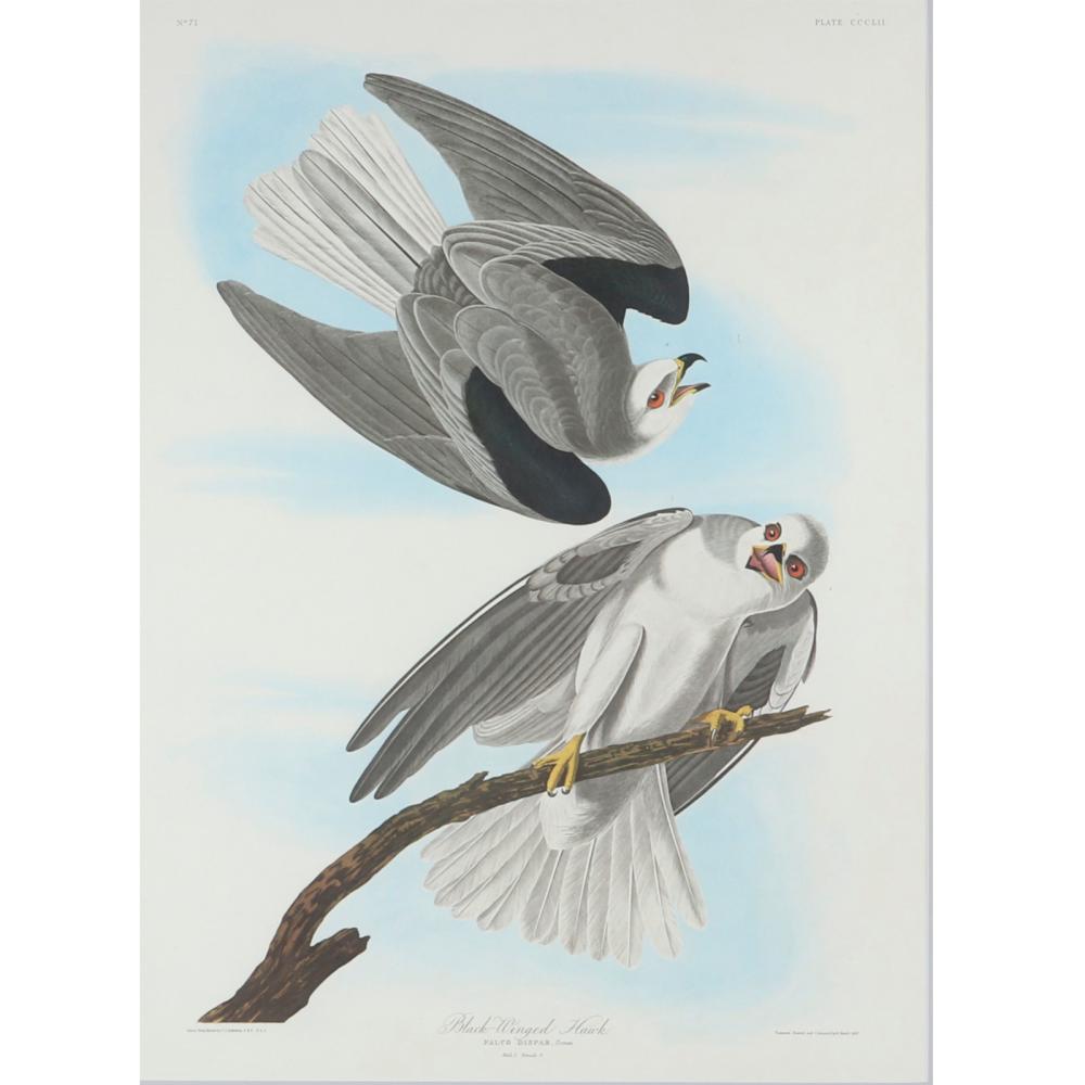 JOHN JAMES AUDUBON, LARGE SCALE