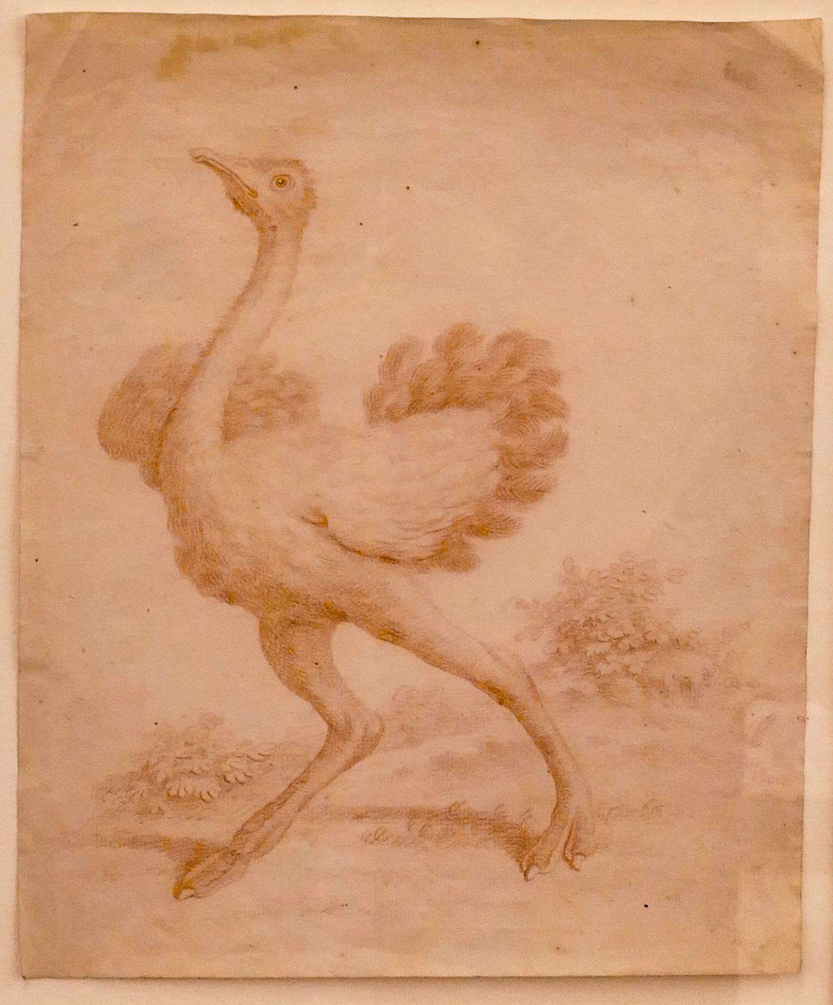 European 17th Century Ostrich Conte 2d9eff