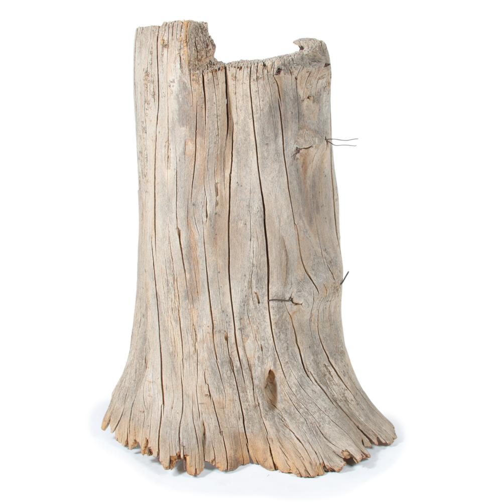 LARGE TREE STUMP WITH INGROWN BARBED 2d8421