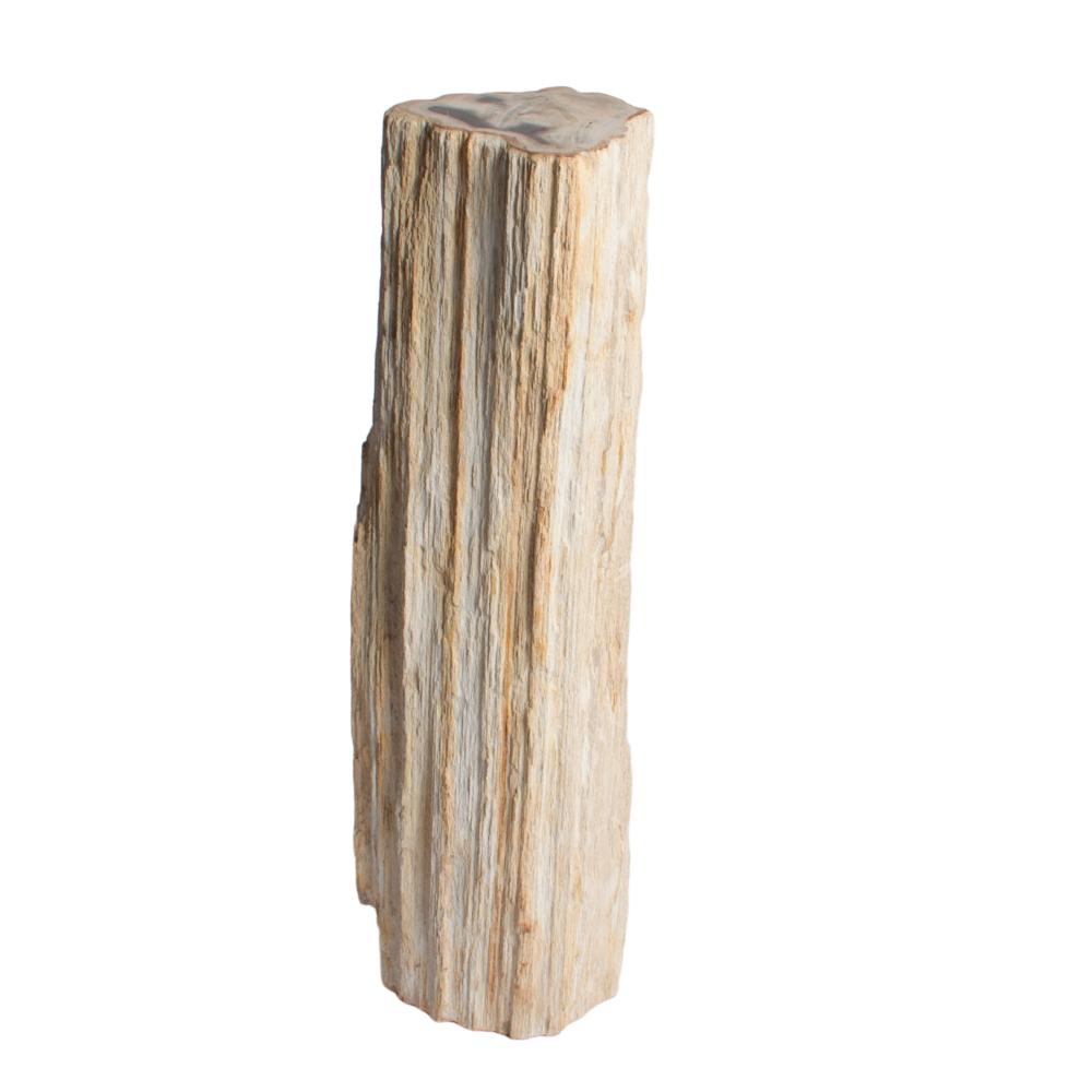 LARGE FLOOR STANDING PETRIFIED