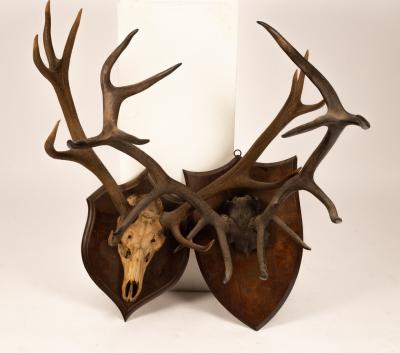 Two sets of red deer antlers mounted