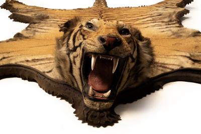 A tiger skin rug with full mount head