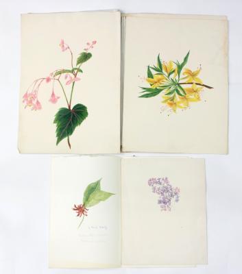 Nicole Hornby Botanical Studies three 2dbf9f