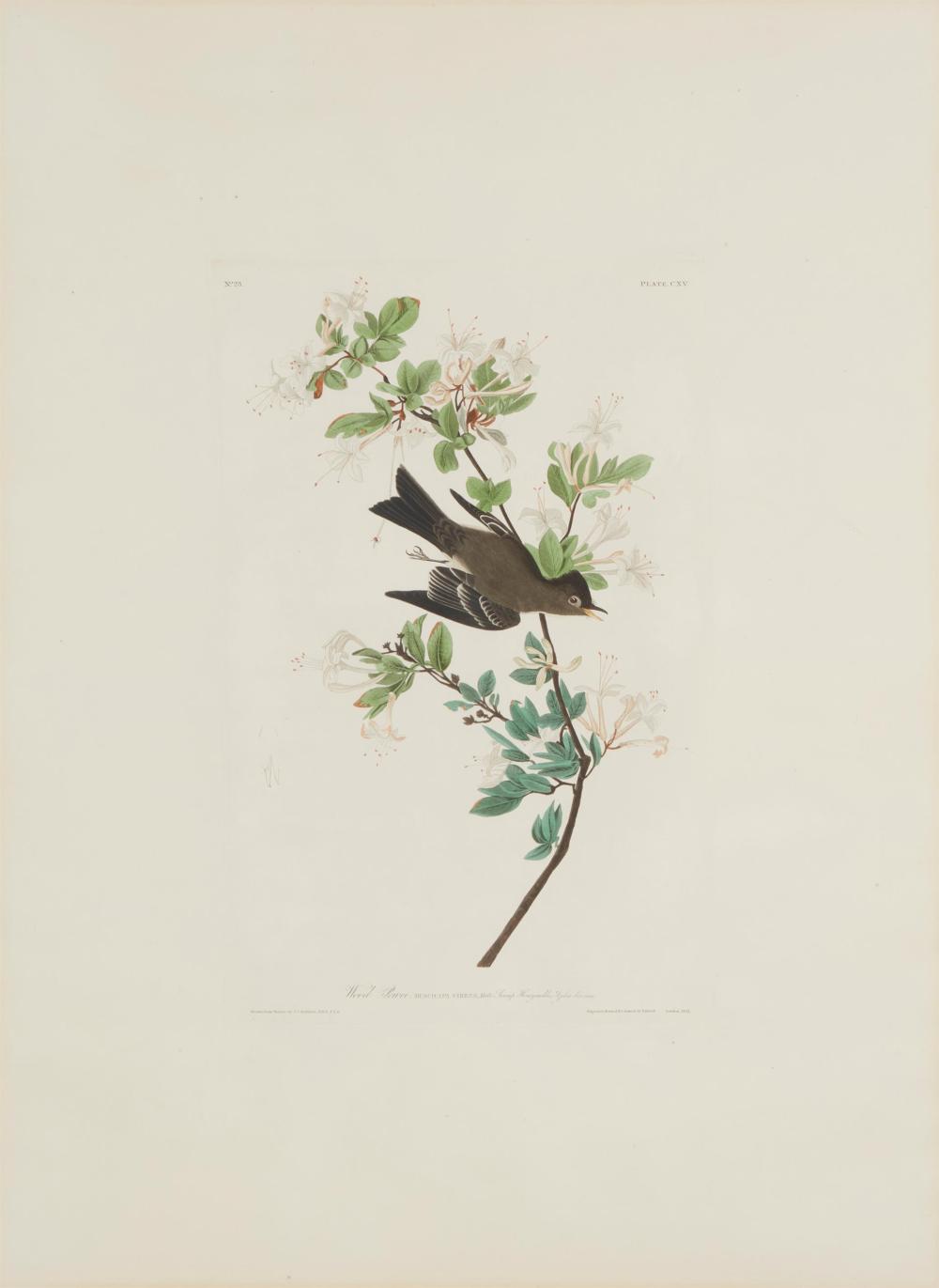 JOHN JAMES AUDUBON, (1785-1851),