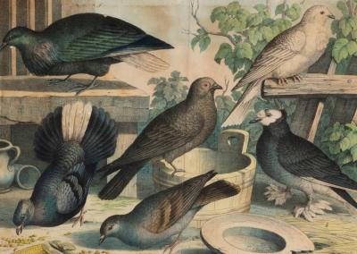 19th Century/Hawks and Doves/four coloured