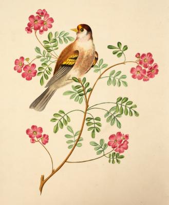 Brookshaw (George) Six Birds, 1817;