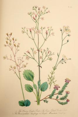 Loudon (Mrs Jane) British Wild Flowers,