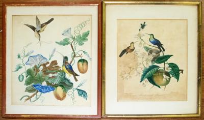 18th Century School/Humming Birds with