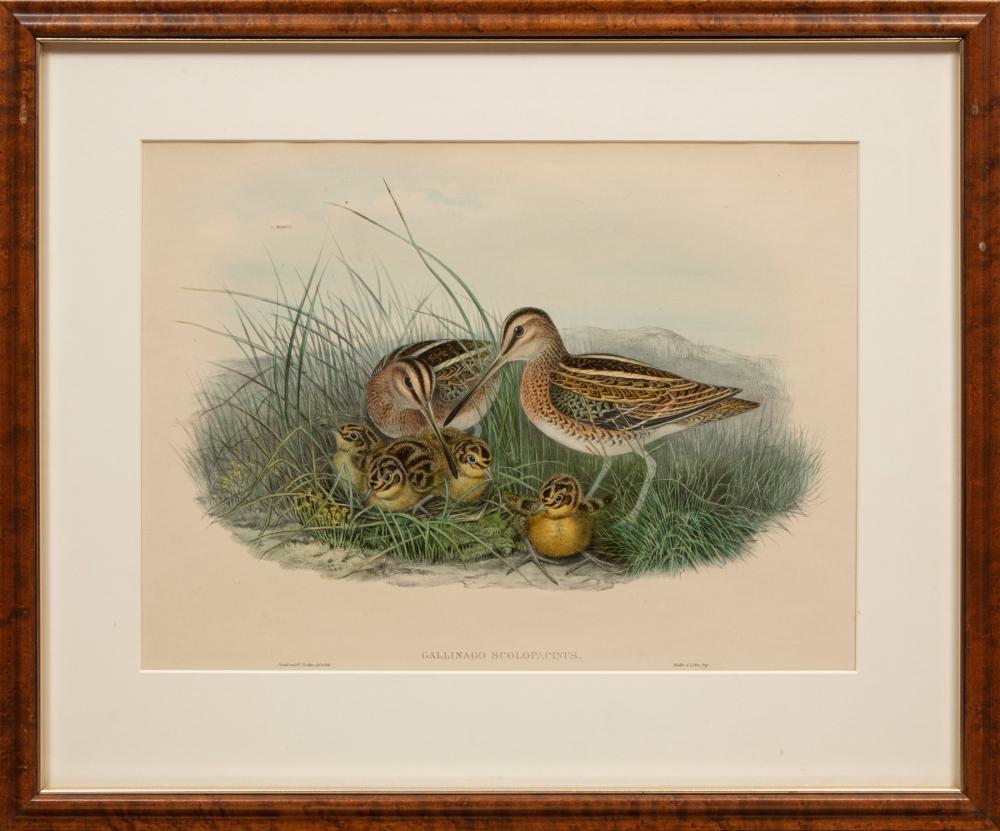 JOHN GOULD BRITISH 1804 1881 John 2deb1e