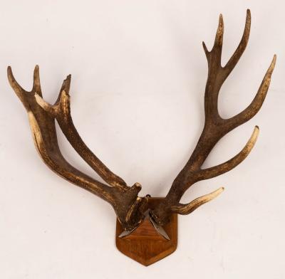 A pair of red deer antlers, with
