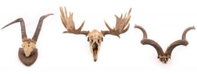 A pair of mounted elk antlers and