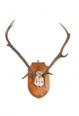 A pair of antlers mounted on a