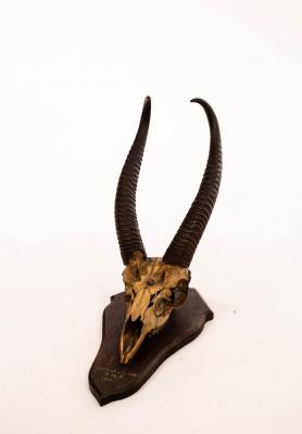 A pair of reedbuck horns, mounted on