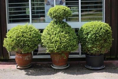 Three topiary Buxus bushes, two