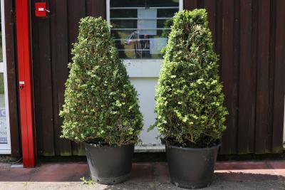 Two topiary Buxus pyramids with flat