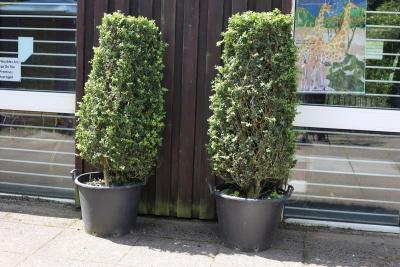 Two topiary Buxus pillars with