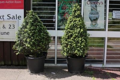 Two topiary Buxus pyramid, one