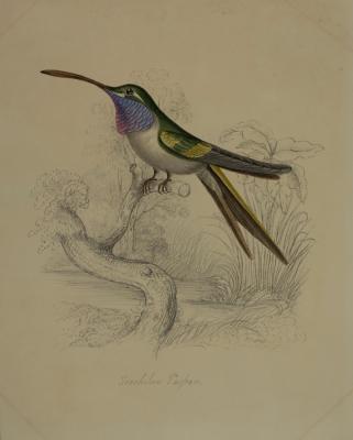 A folio of 19th Century watercolours 2dcb55