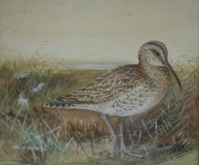 Peter Standen (1936)/Whimbrel/signed