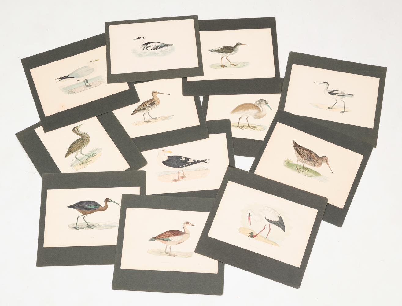 TWELVE BENJAMIN FAWCETT BIRD PRINTS  2e01d5