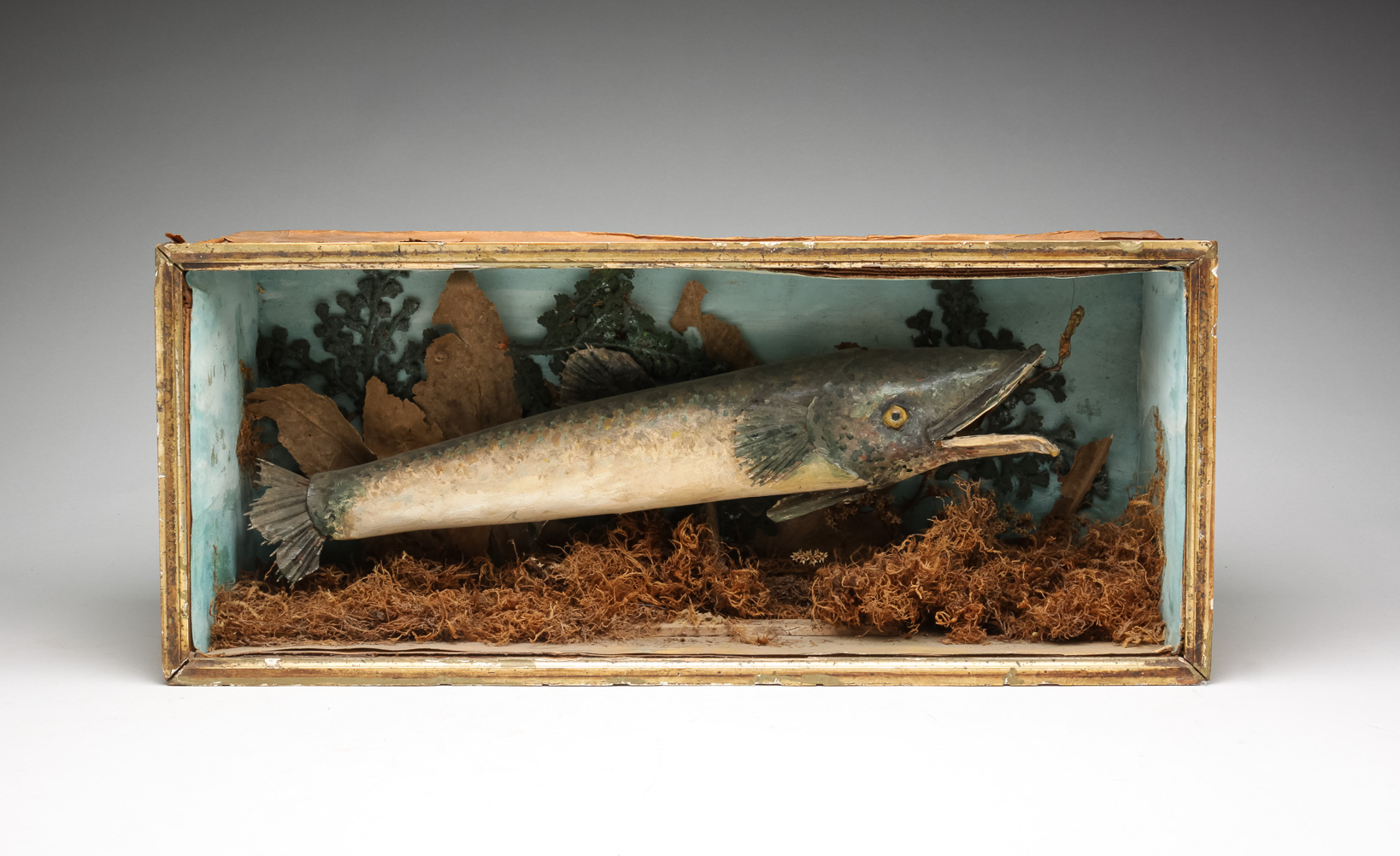 AMERICAN FISH DIORAMA. Late 19th-early