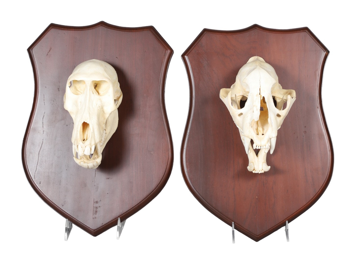  2 African monkey skull mounts  2e06cc