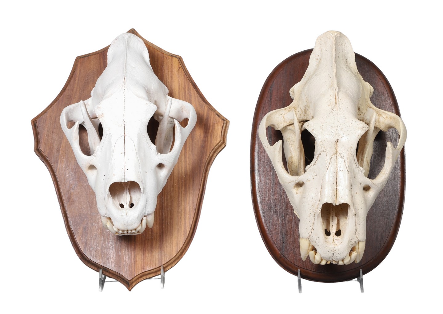 (2) African large cat skull mounts,