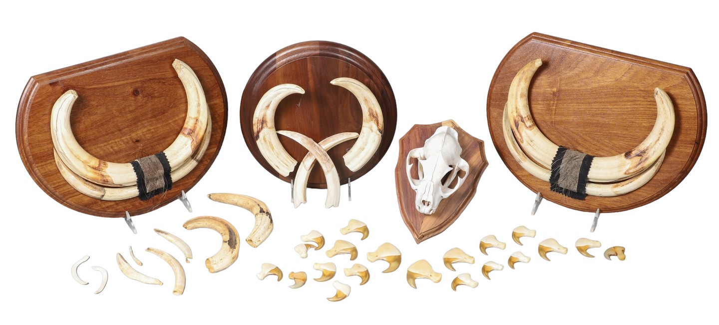 Plaque mounted tusks and tusk grouping